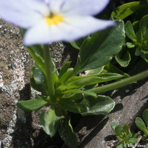Pensée éperonnée - Viola calcarata