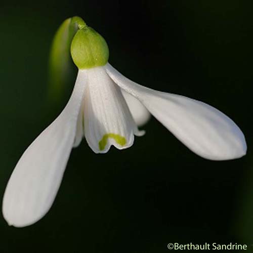 Perce-neige - Galanthus nivalis