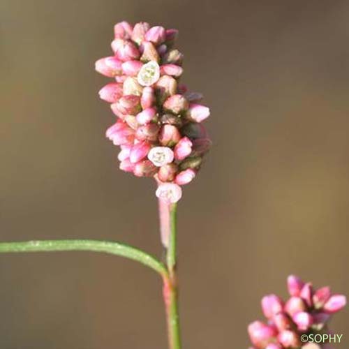 Persicaire - Persicaria maculosa