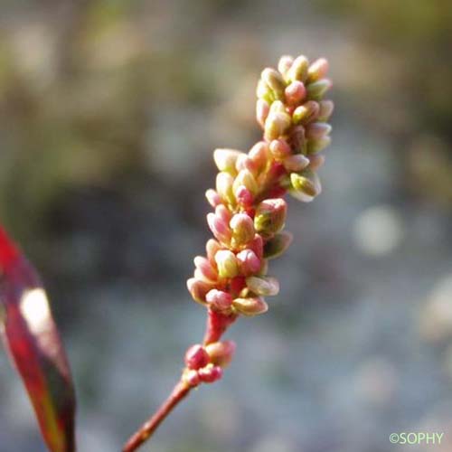 Persicaire - Persicaria maculosa