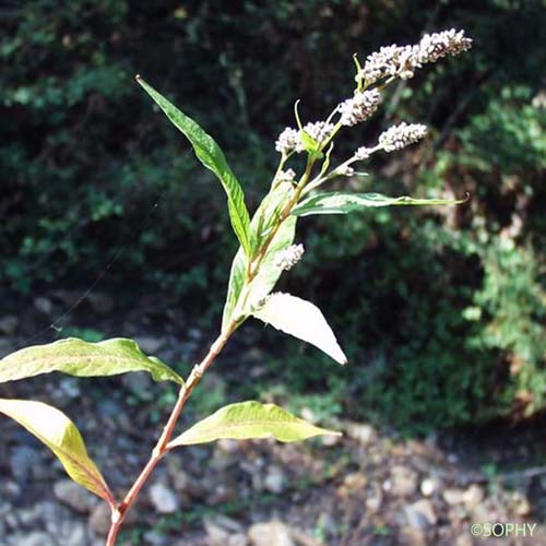 Persicaire - Persicaria maculosa