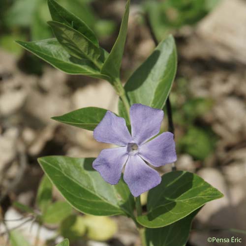 Pervenche intermédiaire - Vinca difformis subsp. difformis