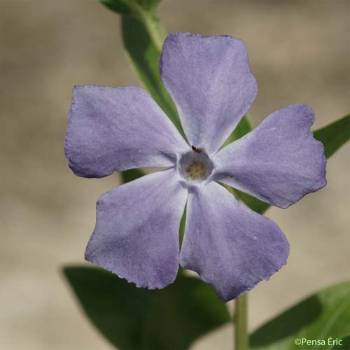 Pervenche intermédiaire - Vinca difformis subsp. difformis