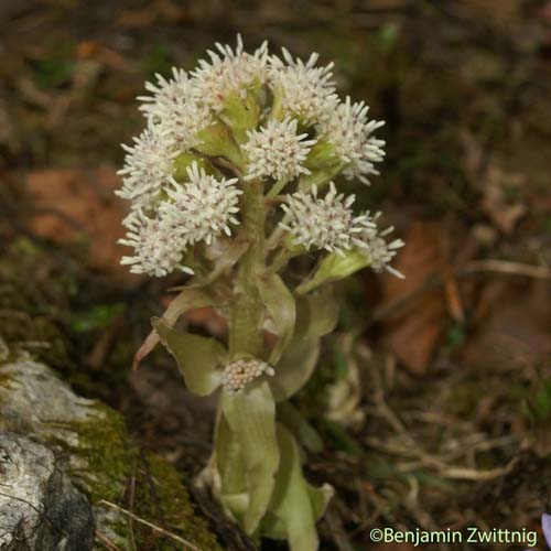 Pétasite blanc - Petasites albus