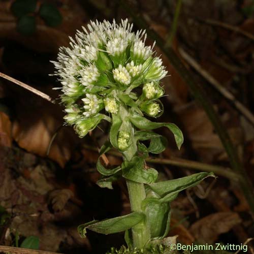 Pétasite blanc - Petasites albus