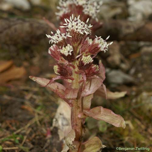 Pétasite hybride - Petasites hybridus