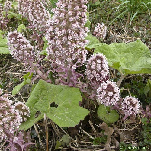 Pétasite hybride - Petasites hybridus