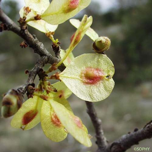 Petit orme - Ulmus minor