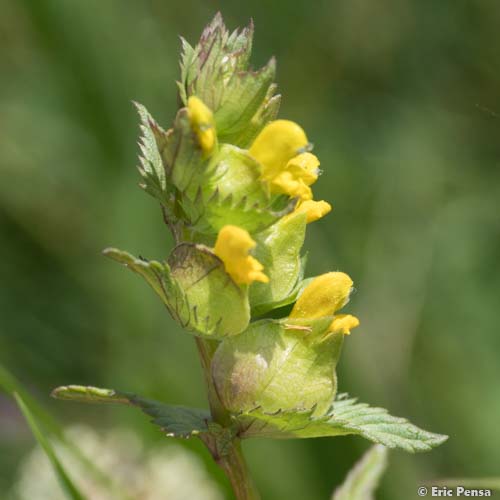 Petit rhinanthe - Rhinanthus minor