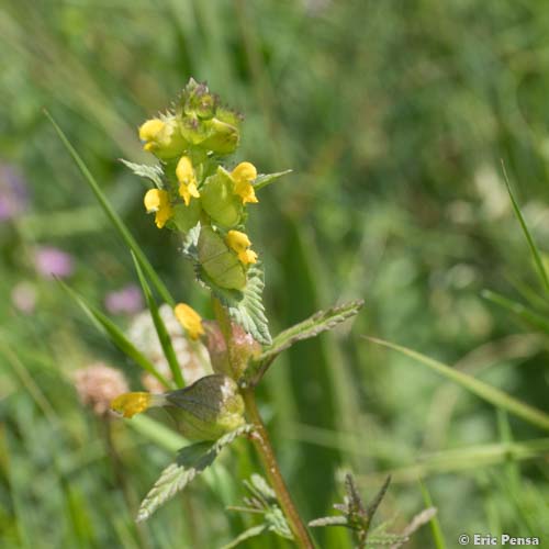 Petit rhinanthe - Rhinanthus minor