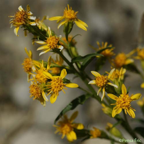 Petit Solidage - Solidago virgaurea subsp. minuta