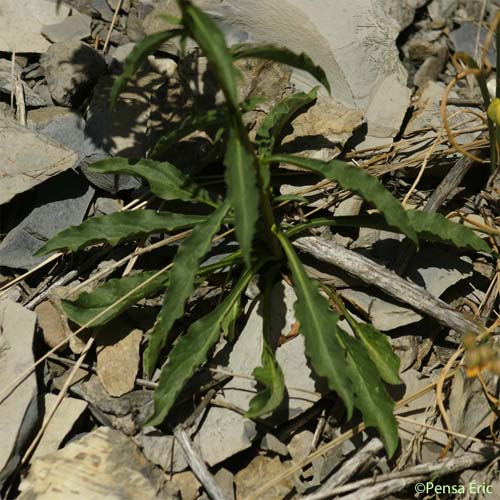 Petit Solidage - Solidago virgaurea subsp. minuta