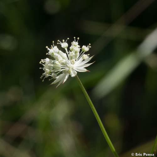 Petite Astrance - Astrantia minor