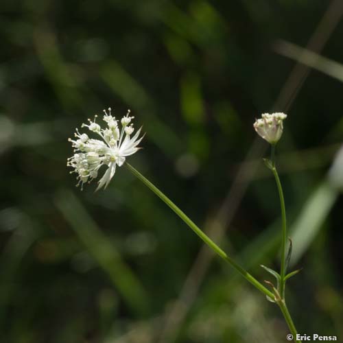 Petite Astrance - Astrantia minor