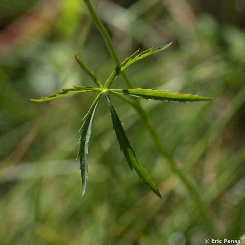 Petite Astrance - Astrantia minor