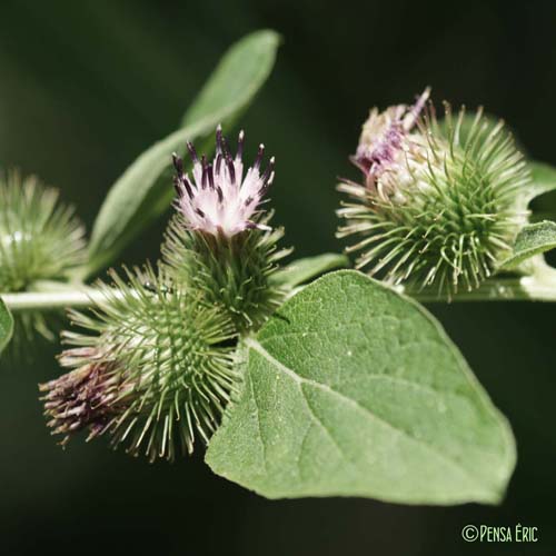 Petite bardane - Arctium minus