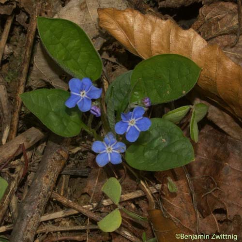 Petite bourrache - Omphalodes verna