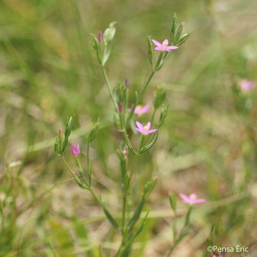 Petite-centaurée délicate - Centaurium pulchellum