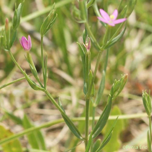 Petite-centaurée délicate - Centaurium pulchellum