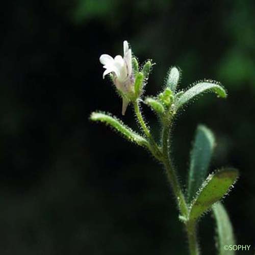 Petite Linaire - Chaenorhinum minus subsp. minus
