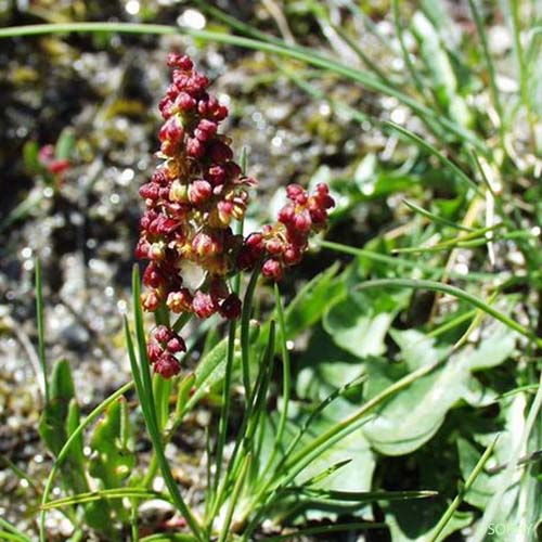 Petite Oseille - Rumex acetosella