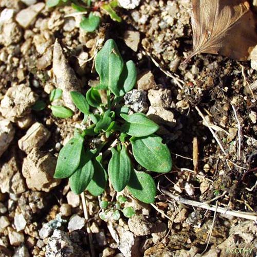 Petite Oseille - Rumex acetosella