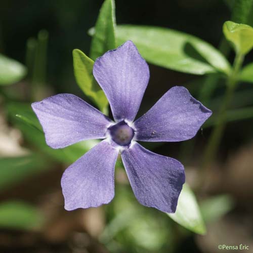 Petite pervenche - Vinca minor