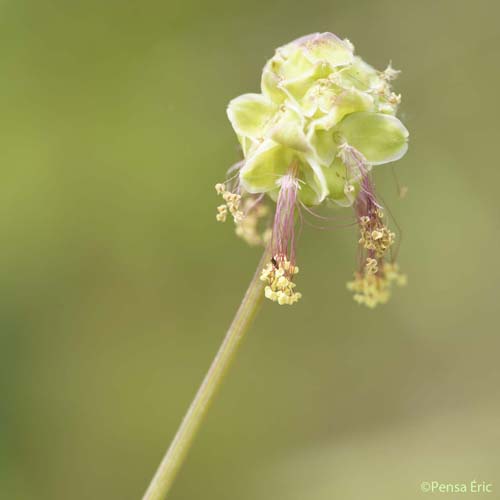 Petite Pimprenelle - Poterium sanguisorba subsp. sanguisorba