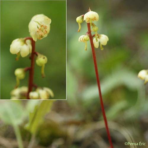 Petite Pyrole - Pyrola minor