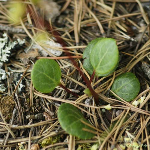 Petite Pyrole - Pyrola minor