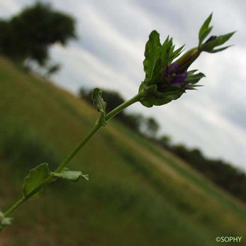 Petite Spéculaire - Legousia hybrida