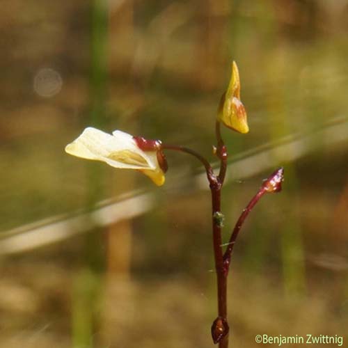 Petite utriculaire - Utricularia minor