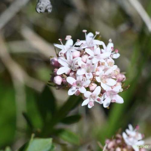 Petite Valériane - Valeriana dioica subsp. dioica