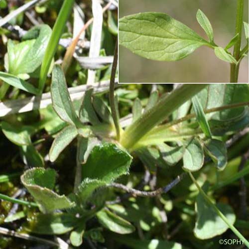 Petite Valériane - Valeriana dioica subsp. dioica