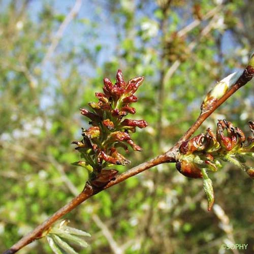 Peuplier Tremble - Populus tremula