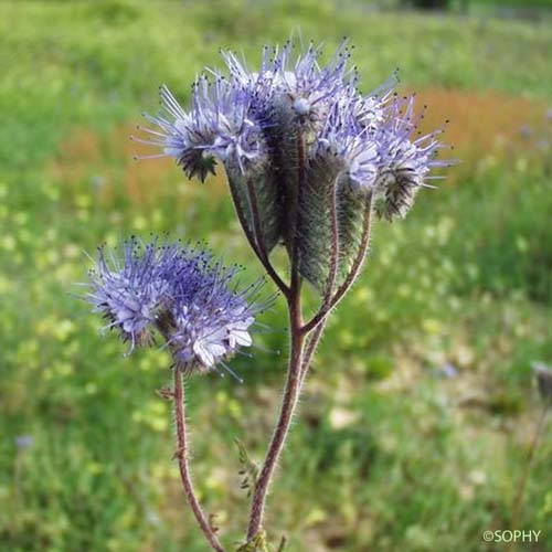 Phacélie à feuilles de tanaisie - Phacelia tanacetifolia