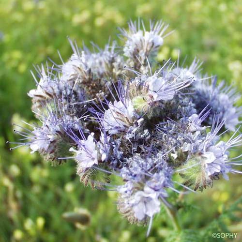 Phacélie à feuilles de tanaisie - Phacelia tanacetifolia