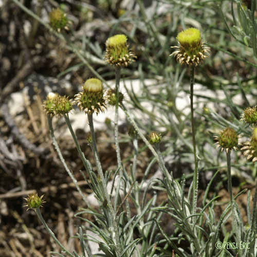 Phagnalon des rochers - Phagnalon saxatile