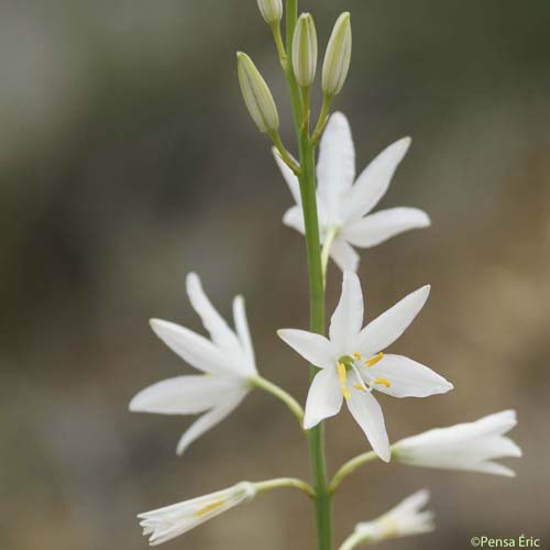 Phalangère à fleurs de lis - Anthericum liliago