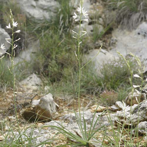 Phalangère à fleurs de lis - Anthericum liliago