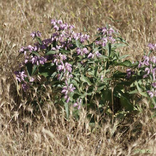 Phlomis Herbe-au-vent - Phlomis herba-venti subsp. herba-venti