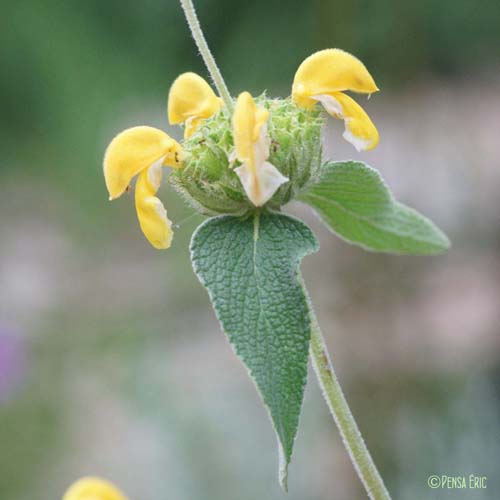 Phlomis ligneux - Phlomis fruticosa