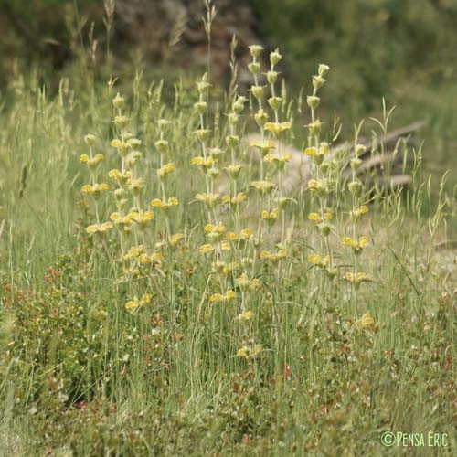 Phlomis lychnite - Phlomis lychnitis