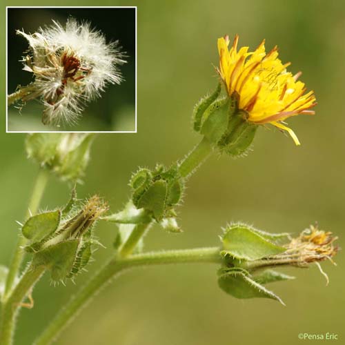 Picride fausse vipérine - Helminthotheca echioides