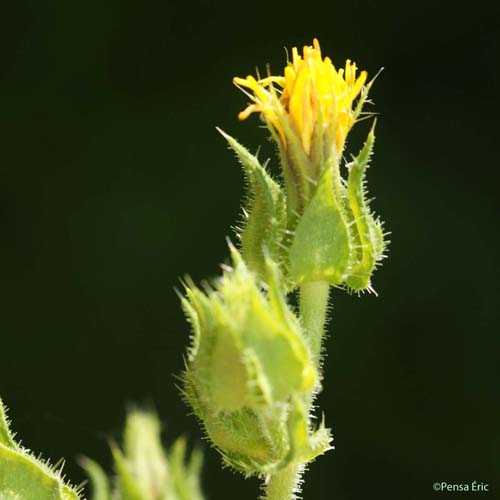 Picride fausse vipérine - Helminthotheca echioides