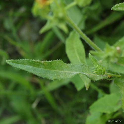 Picride fausse vipérine - Helminthotheca echioides