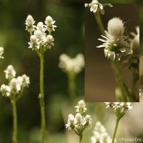 Antennaire dioïque - Antennaria dioica