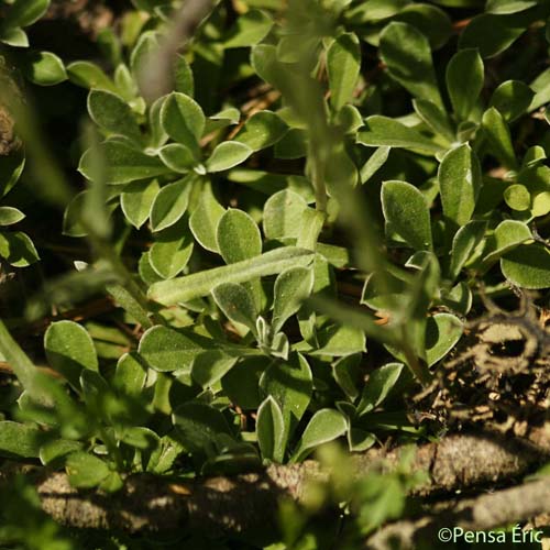 Antennaire dioïque - Antennaria dioica