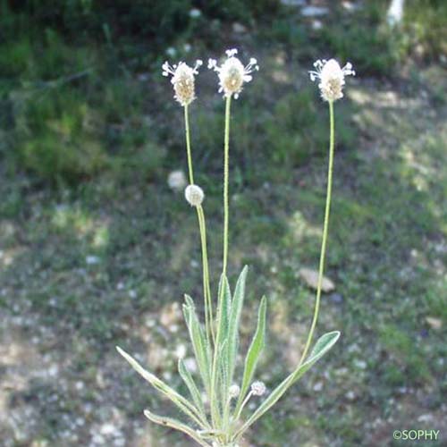 Pied-de-lièvre - Plantago lagopus