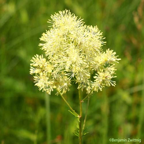 Pigamon méditerranéen - Thalictrum lucidum